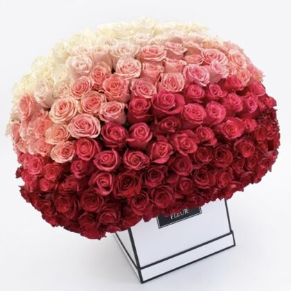 Luxurious arrangement of roses in a gradient from white to deep red, showcasing elegance and beauty.